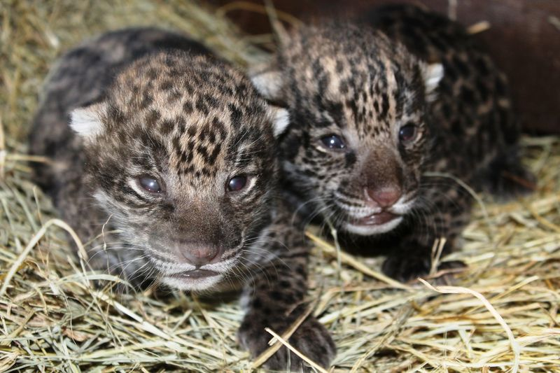 Illustration for article titled The World Gets Cuter: Jaguar Edition